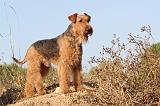 AIREDALE TERRIER 050